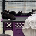 Diverse kittens