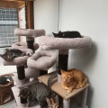 Diverse kittens