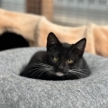 Diverse kittens