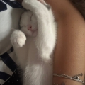 Josi