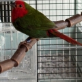 Tweety