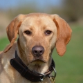 Hulp voor Ziggy